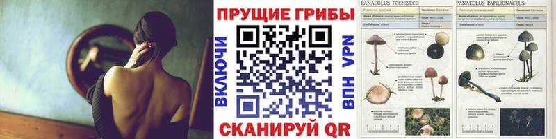 Псилоцибиновые грибы прущие грибы  Всеволожск 